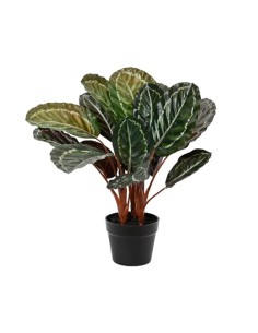 CALATHEA ORBIFOLIA VERDE EN TIESTO 60X60X47
