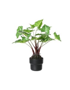 Caladium en Maceta Verde 45x45x45 cm  Planta Decorativa para Interior y Exterior | Endanea Garden