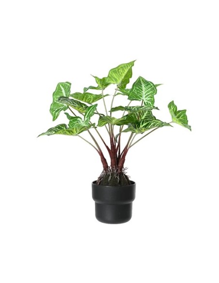 Caladium en Maceta Verde 45x45x45 cm  Planta Decorativa para Interior y Exterior | Endanea Garden
