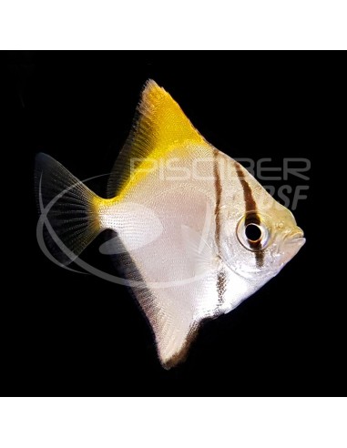 MONODACTYLO ARGENTUS 3.5-4CM