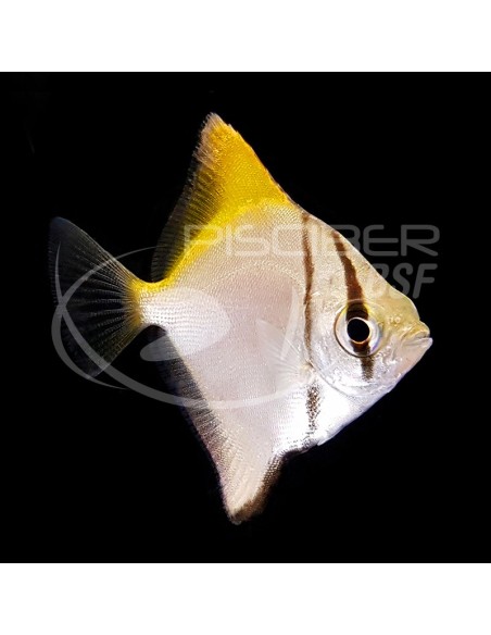 MONODACTYLO ARGENTUS 3.5-4CM