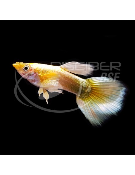 GUPPY FULL GOLD 2.5-3CM