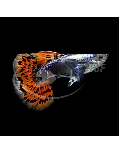 GUPPY MACHO DUMBO HQF 2.5-3CM