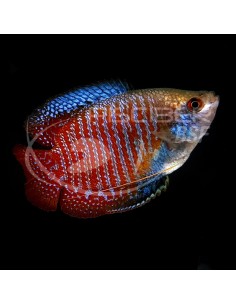 COLISA LALIA MACHO 5-5.5CM