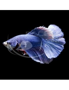 BETTA MACHO SUPERDELTA 4-5 CM