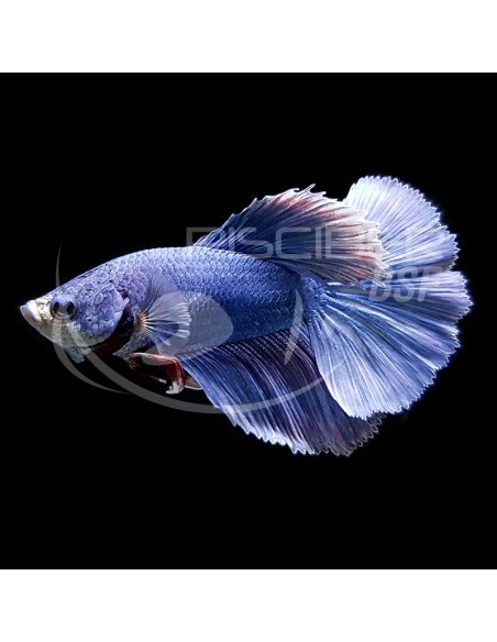 BETTA MACHO SUPERDELTA 4-5 CM