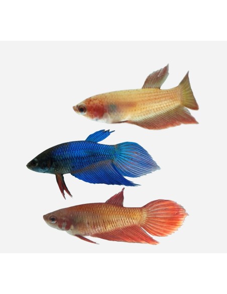BETTA HEMBRA COMUN 3.5-4CM