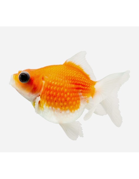 ESCAMA PERLADA HQG 5-7CM