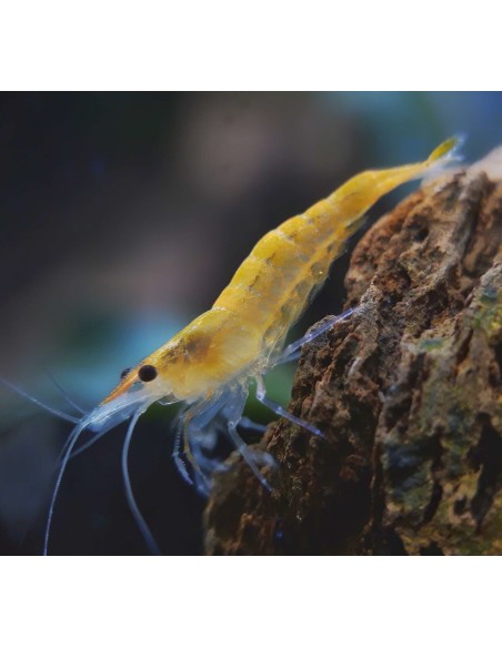 GAMBA NARANJA 1,5-2CM