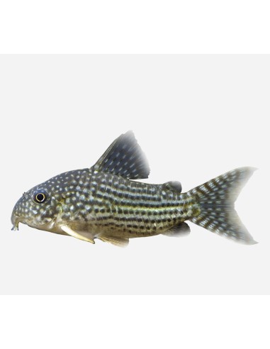 CORYDORA STERBAI 3-3,5CM