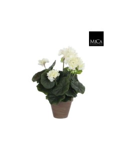 GERANIO CREMA EN MACETA 11.5X34X20CM