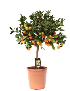 Naranjo Dulce Endanea Garden | Planta Frutal para Jardines y Huertos Urbanos