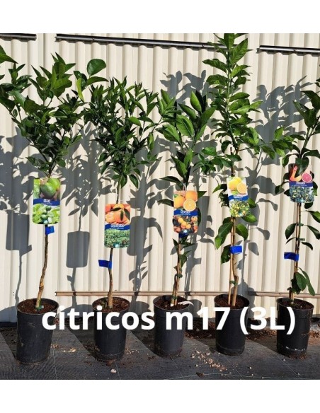 Citrus Limon M17 (3,5L)  Limonero Fácil de Cuidar para Jardín, Terraza y Balcón