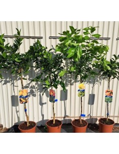 MANDARINO CITRUS RETICULATA M22 6L