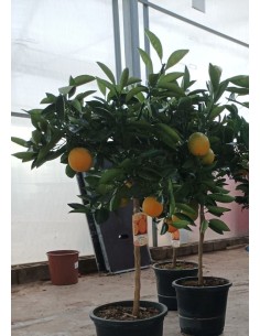Naranjo Citrus Sinensis 20/25L | Árbol Frutal Productivo y Fácil de Cuidar