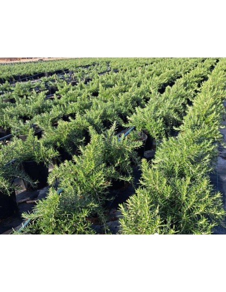 Romero Rosmarinus Officinalis en maceta 8-10L | Planta aromática resistente