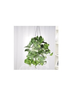 Epipremnum Aureum planta de interior fácil cuidado y purificadora Endanea Garden

