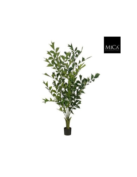 PALMERA COLA DE PESCADO  190X120CM  EN MACETA VEREDE