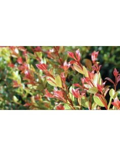 Eleagnus Ebbingei Compacta C-55LT | Arbusto Perenne para Setos y Jardines | Endanea Garden