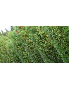 Callistemon Citrinus Splend C25 7.5L  Arbusto Perennifolio con Flores Rojas | Endanea Garden