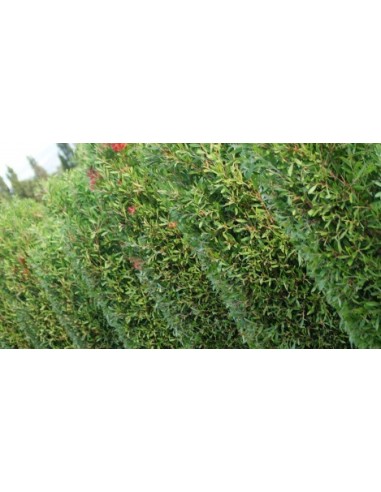 Callistemon Leavis C25 - Planta Botella de Cepillo Roja | Endanea Garden

