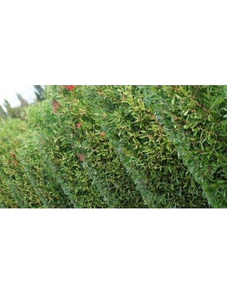 Callistemon Leavis C25 - Planta Botella de Cepillo Roja | Endanea Garden

