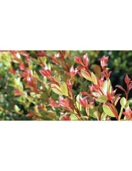 Eleagnus Ebbingei Compacta C25  Setos y Pantallas de Privacidad | Endanea Garden