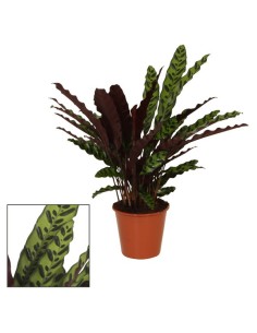 CALATHEA INSIGNE LANCIFOLIA
