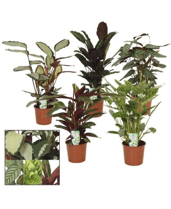 Calathea Mix plantas de interior coloridas fácil cuidado para oficinas y hogar

