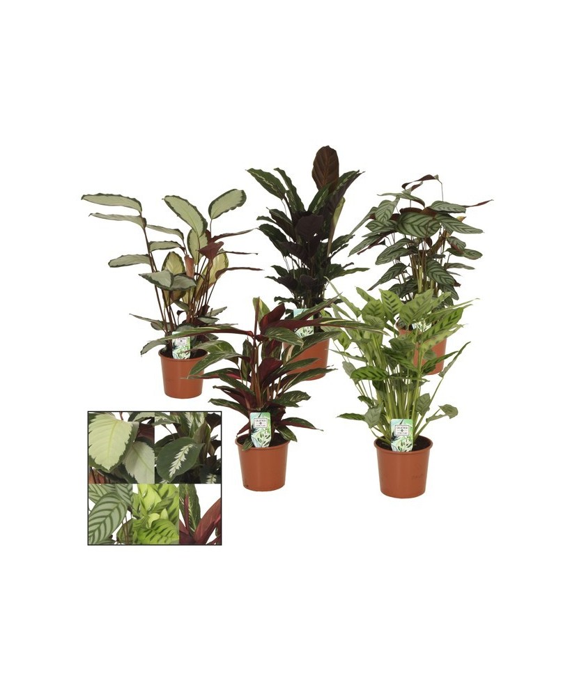 Calathea Mix plantas de interior coloridas fácil cuidado para oficinas y hogar


