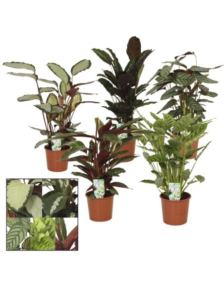 Calathea Mix plantas de interior coloridas fácil cuidado para oficinas y hogar