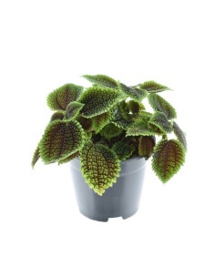 Pilea Moon Valley | Planta de Interior con Hojas Texturizadas y Fácil Cuidado

