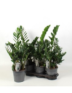 Zamioculca planta ZZ resistente y fácil de cuidar para interiores Endanea Garden