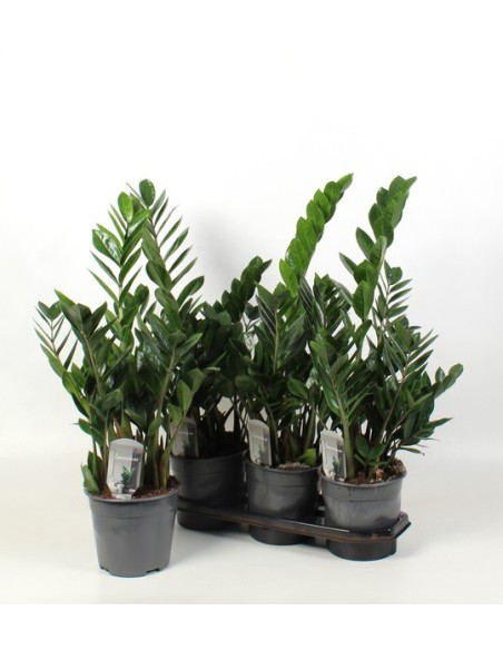 Zamioculca planta ZZ resistente y fácil de cuidar para interiores Endanea Garden