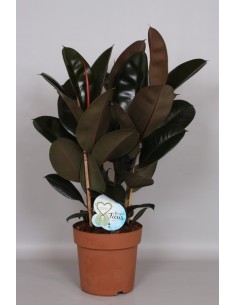 Ficus Elastica planta interior robusta hojas grandes y brillantes Endanea Garden