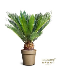Cycas Revoluta - Palma de Sagú Exótica para Interior y Exterior | Endanea Garden