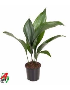 Aspidistra planta de interior resistente fácil cuidado hojas verdes Endanea Garden