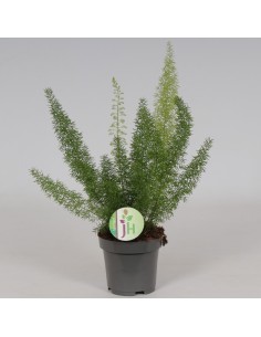 Asparagus Densiflorus 'Myers'  Planta Espárrago Cola de Zorro | Endanea Garden

