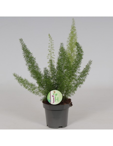 Asparagus Densiflorus 'Myers'  Planta Espárrago Cola de Zorro | Endanea Garden

