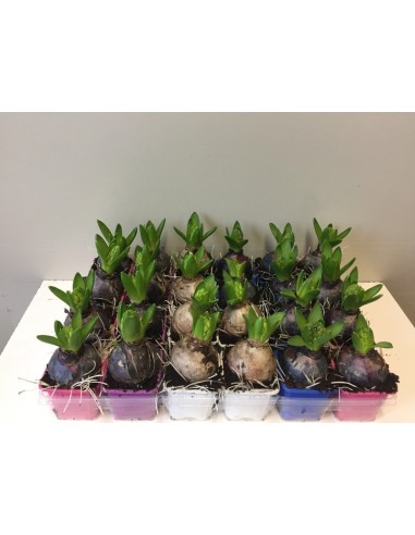 Hyacinthus Mix  Bulbos de Jacinto con Flores Vibrantes y Aroma Intenso | Endanea Garden

