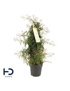 Jasminium Polyanthum Column  Planta Trepadora Aromática y Elegante | Endanea Garden

