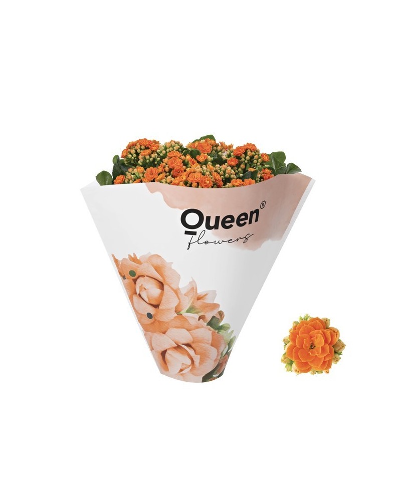KALANCHOE BLOSS ORANGE M12 NARANJA