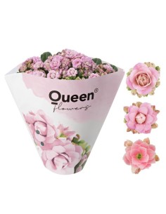 KALANCHOE BLOSS PINK