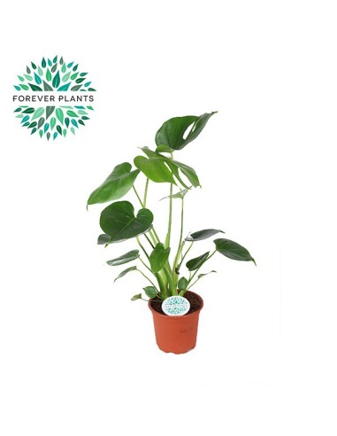 MONSTERA DELICIOSA M14