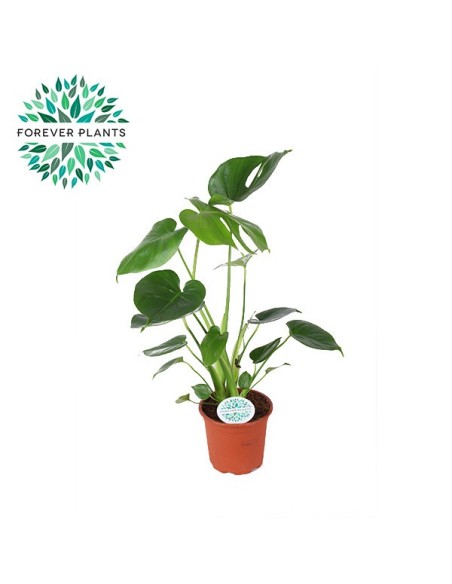 MONSTERA DELICIOSA M14