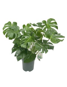Monstera deliciosa planta interior costilla de Adán hojas grandes Endanea Garden

