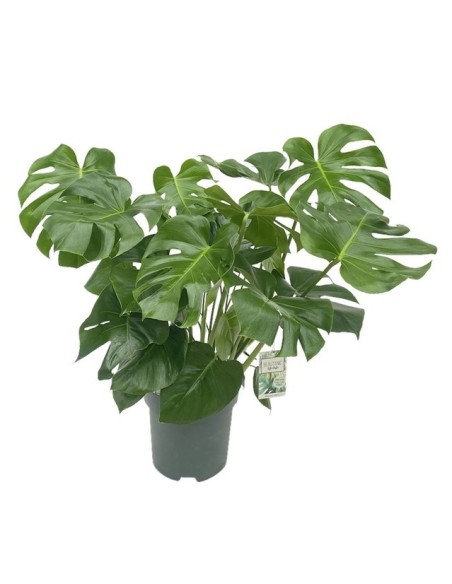 Monstera deliciosa planta interior costilla de Adán hojas grandes Endanea Garden

