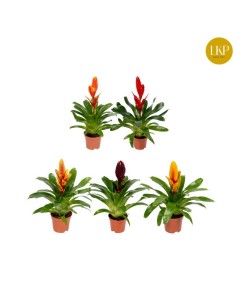 Vriesea Mix planta tropical de interior fácil cuidado y decoración