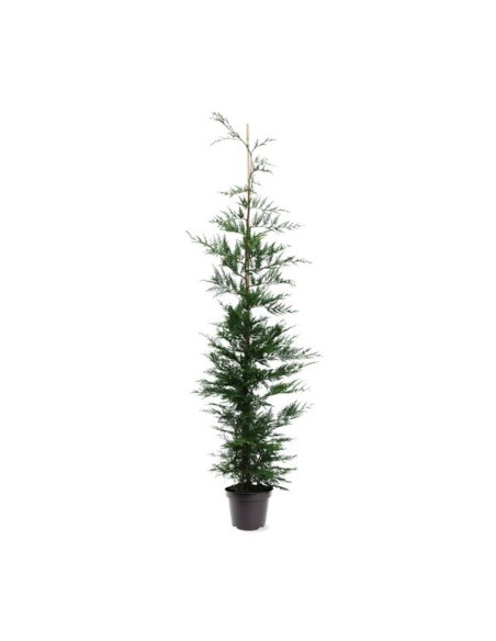Leylandii C5L  Árbol para Setos Rápidos y Privacidad | Endanea Garden