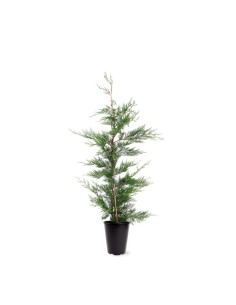 Leylandii C14 100-125 cm  Árbol Perenne para Setos y Privacidad | Endanea Garden
